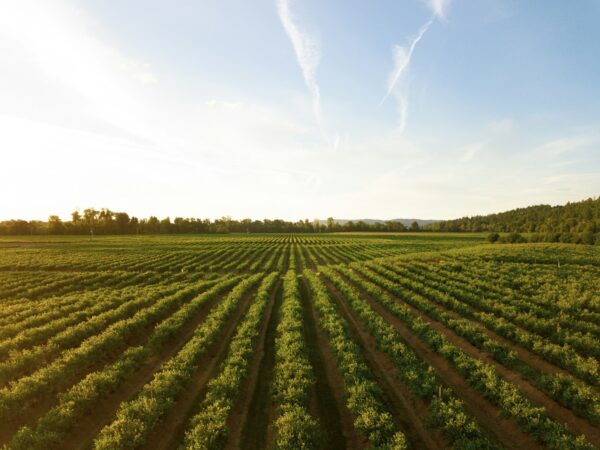 AI for Precision Agriculture Yield Prediction